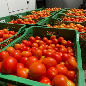 Tomatoes