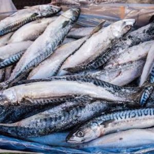 Mackerel