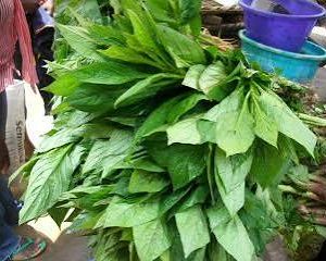 Green Leaves