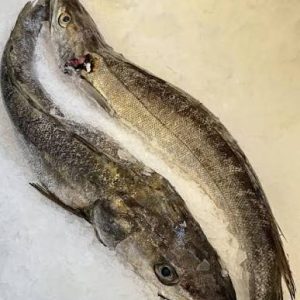 Hake