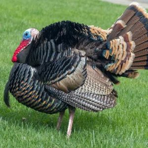 Turkey