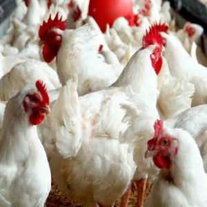 Chicken